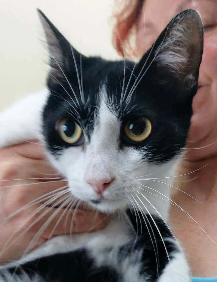 Gato raça Srd idade 7 a 11 meses nome Lolita