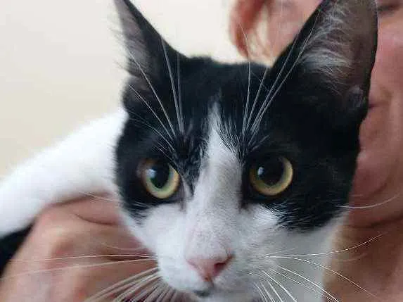 Gato raça Srd idade 7 a 11 meses nome Lolita