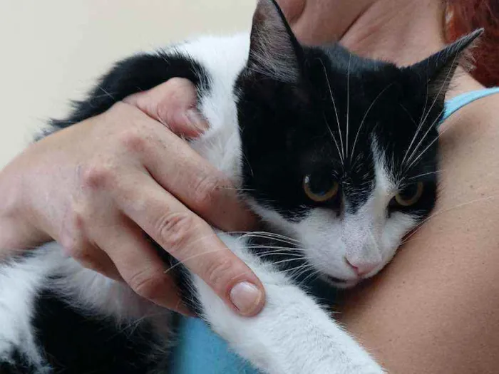 Gato raça Srd idade 7 a 11 meses nome Lolita
