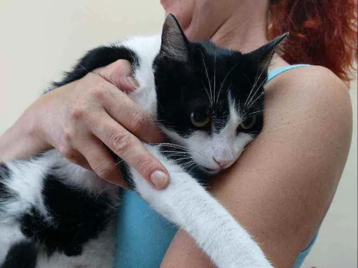 Gato raça Srd idade 7 a 11 meses nome Lolita