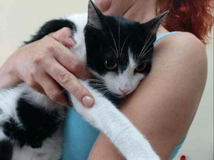 Gato raça Srd idade 7 a 11 meses nome Lolita