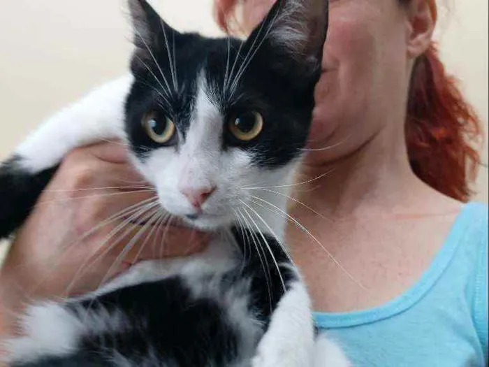 Gato raça Srd idade 7 a 11 meses nome Lolita