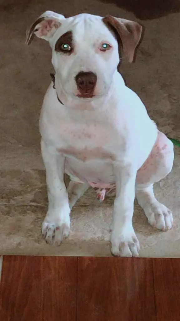 Cachorro ra a Pitbull  idade 2 a 6 meses nome Zeus