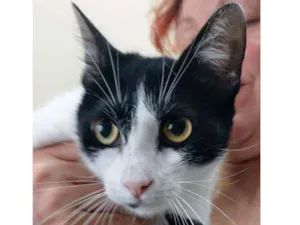 Gato raça Srd idade 7 a 11 meses nome Lolita