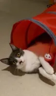 Gaya