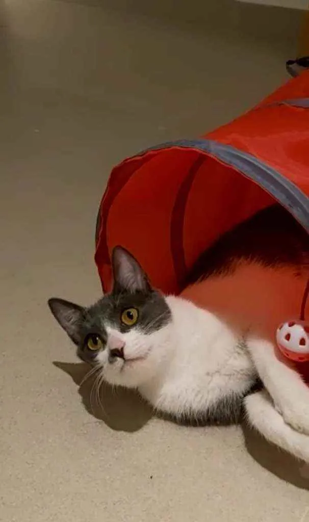Gato ra a Srd idade 1 ano nome Gaya