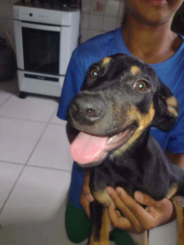 Cachorro ra a Rottweiler com vira-lata idade 2 a 6 meses nome Pandora