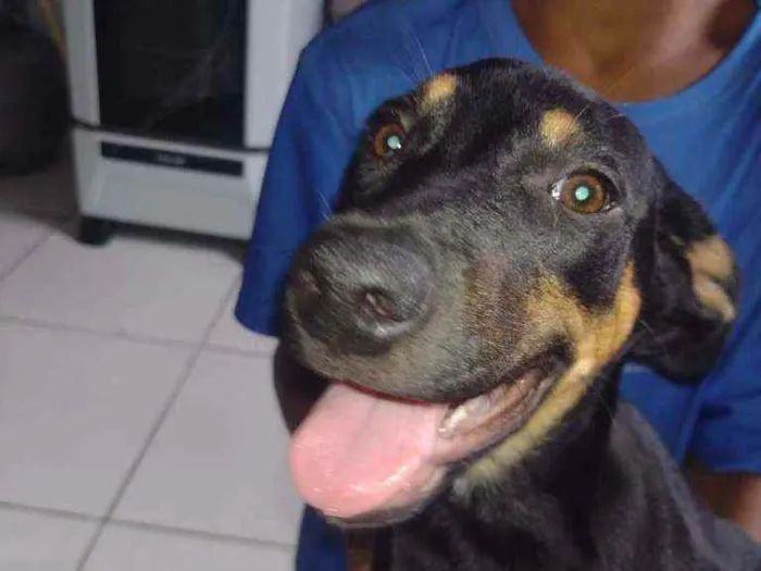 Cachorro ra a Rottweiler com vira-lata idade 2 a 6 meses nome Pandora