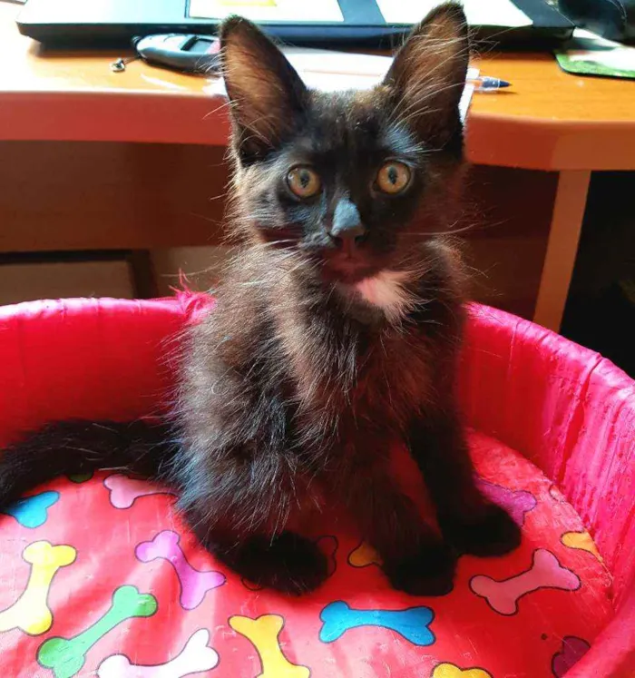 Gato raça SRD idade 2 a 6 meses nome Oreo