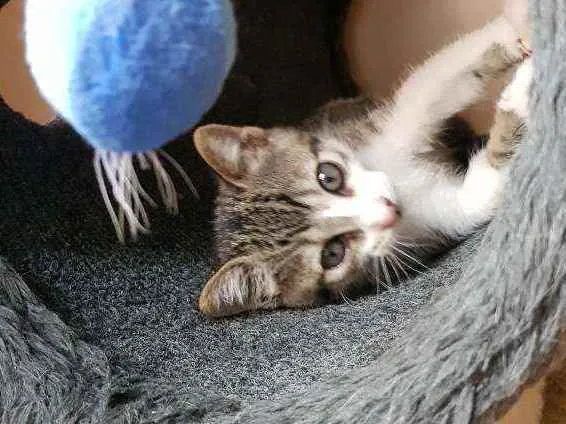 Gato raça SRD idade 2 a 6 meses nome Atena