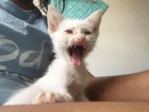 Gato raça  idade Abaixo de 2 meses nome Jacó