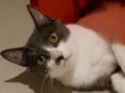 Gaya