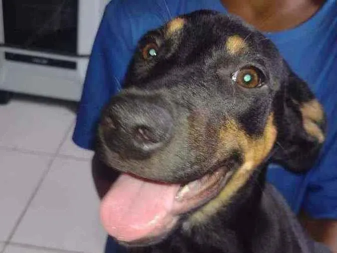 Cachorro ra a Rottweiler com vira-lata idade 2 a 6 meses nome Pandora
