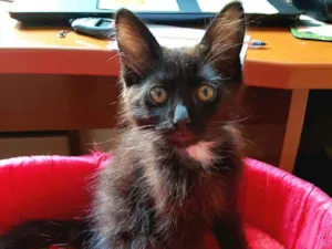 Gato raça SRD idade 2 a 6 meses nome Oreo