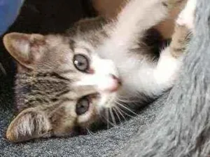 Gato raça SRD idade 2 a 6 meses nome Atena