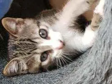 Gato raça SRD idade 2 a 6 meses nome Atena