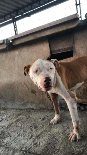 Cachorro raça PITBULL  idade 5 anos nome Chopp