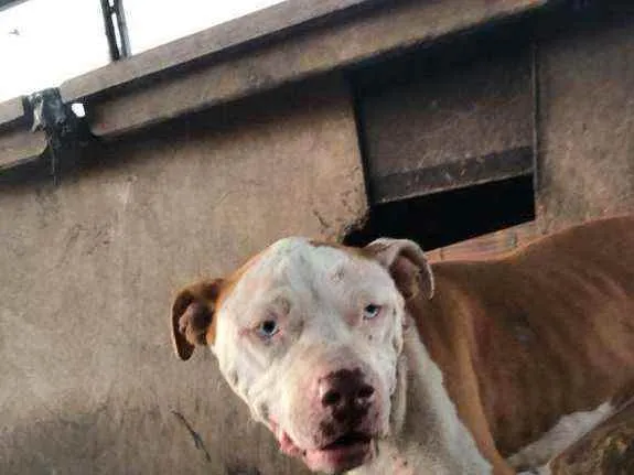 Cachorro raça PITBULL  idade 5 anos nome Chopp
