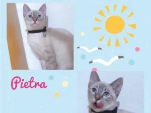 Gato raça Srd idade 2 a 6 meses nome Pietra
