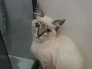 Gato raça SRD idade 2 a 6 meses nome Ramon