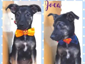 Cachorro raça Srd idade 2 a 6 meses nome Joca