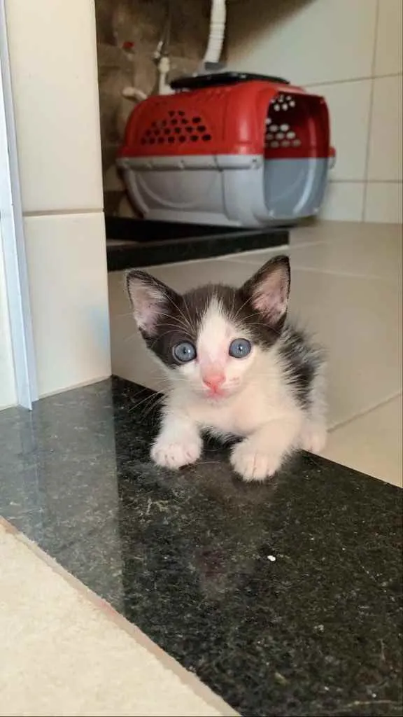 Gato ra a Sem raça  idade Abaixo de 2 meses nome Lindos gatinhos 