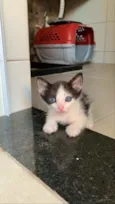 Lindos gatinhos