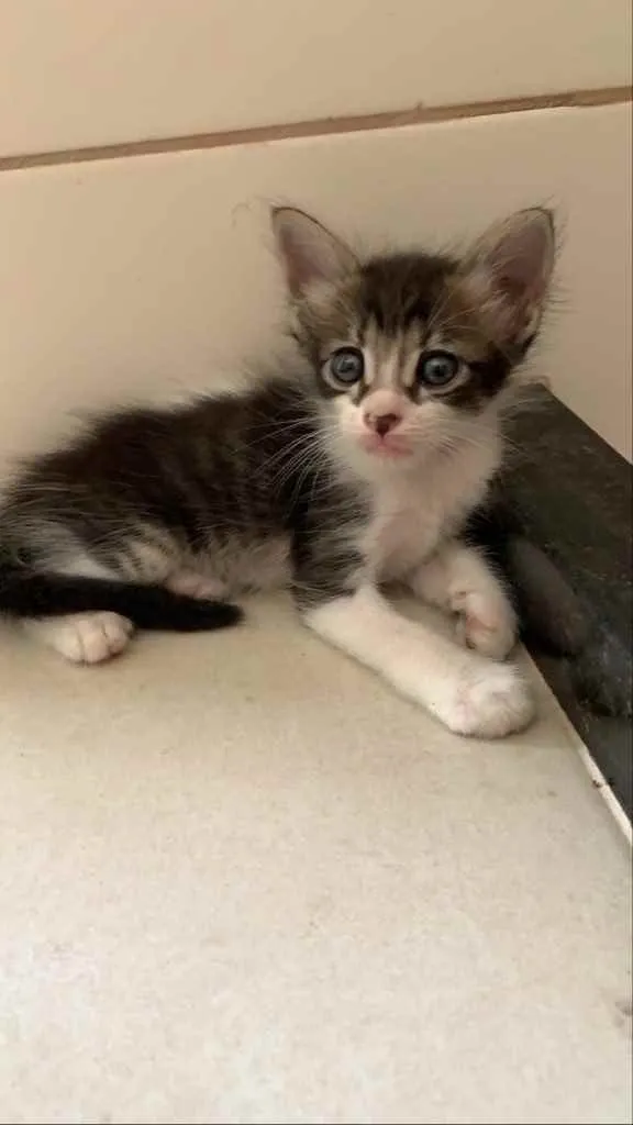 Gato ra a Sem raça  idade Abaixo de 2 meses nome Lindos gatinhos 