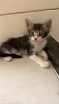 Lindos gatinhos