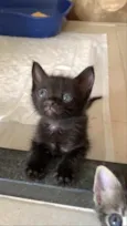 Lindos gatinhos