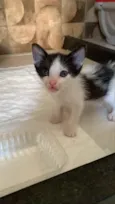 Lindos gatinhos