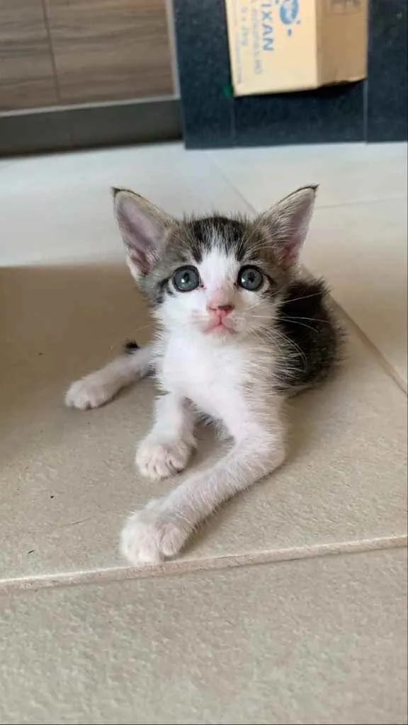 Gato ra a Sem raça  idade Abaixo de 2 meses nome Lindos gatinhos 