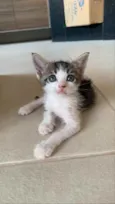 Lindos gatinhos