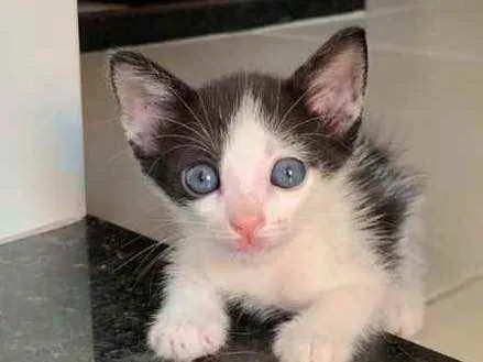 Gato ra a Sem raça  idade Abaixo de 2 meses nome Lindos gatinhos 