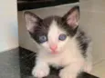 Lindos gatinhos