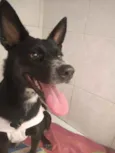 Cachorro raça SRD idade 7 a 11 meses nome Kiara