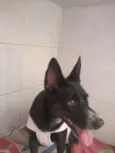 Cachorro raça SRD idade 7 a 11 meses nome Kiara