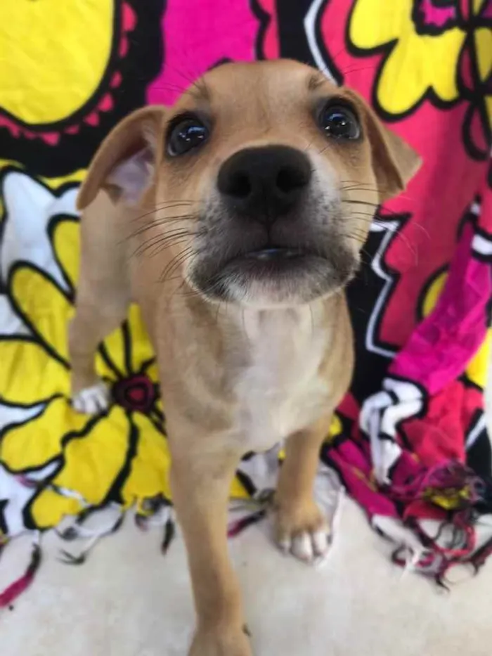 Cachorro raça Sem Raça Definida idade Abaixo de 2 meses nome Sem nome