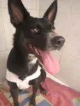 Cachorro raça SRD idade 7 a 11 meses nome Kiara