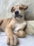 Cachorro raça Sem Raça Definida idade Abaixo de 2 meses nome Sem nome
