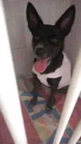 Cachorro raça SRD idade 7 a 11 meses nome Kiara