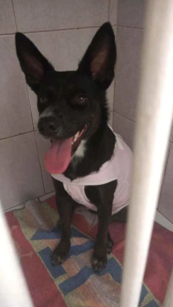 Cachorro raça SRD idade 7 a 11 meses nome Kiara