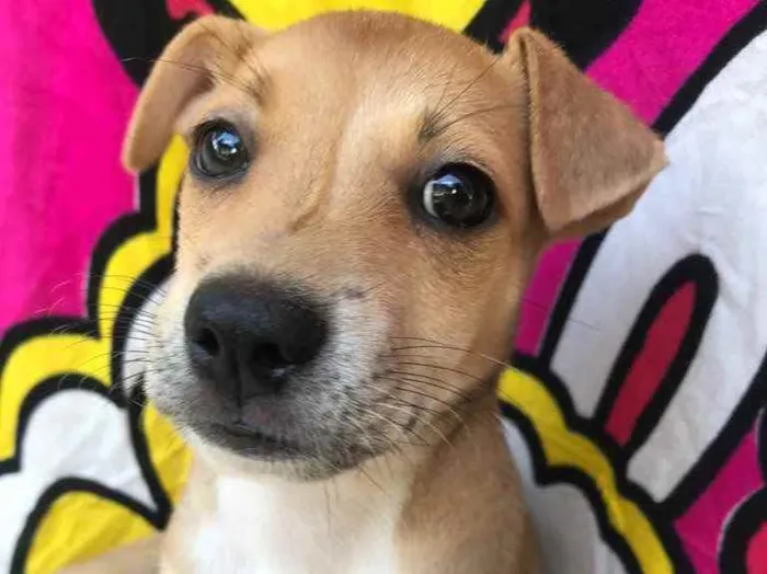 Cachorro raça Sem Raça Definida idade Abaixo de 2 meses nome Sem nome