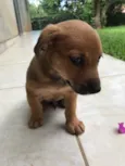 Cachorro raça Sem Raça Definida idade Abaixo de 2 meses nome Sem nome