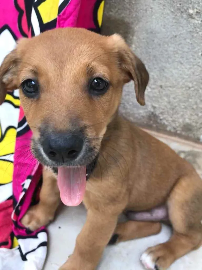 Cachorro raça Sem Raça Definida idade Abaixo de 2 meses nome Sem nome