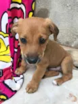 Cachorro raça Sem Raça Definida idade Abaixo de 2 meses nome Sem nome