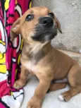 Cachorro raça Sem Raça Definida idade Abaixo de 2 meses nome Sem nome