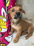 Cachorro raça Sem Raça Definida idade Abaixo de 2 meses nome Sem nome