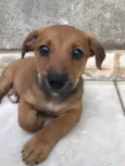 Cachorro raça Sem Raça Definida idade Abaixo de 2 meses nome Sem nome