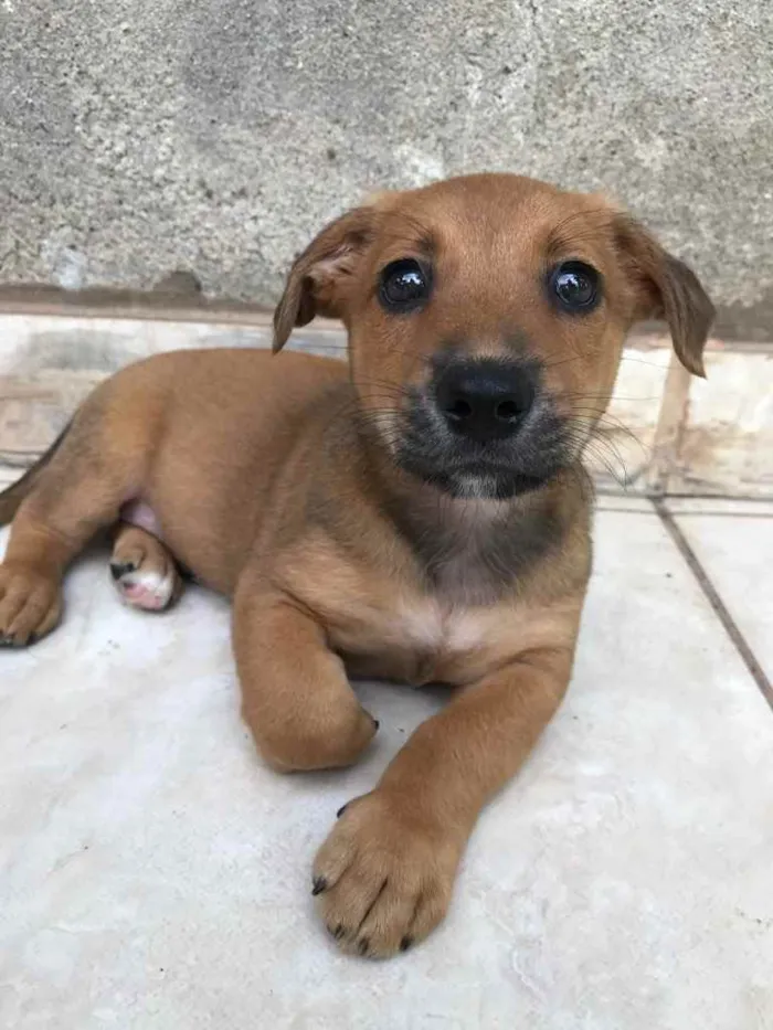 Cachorro raça Sem Raça Definida idade Abaixo de 2 meses nome Sem nome